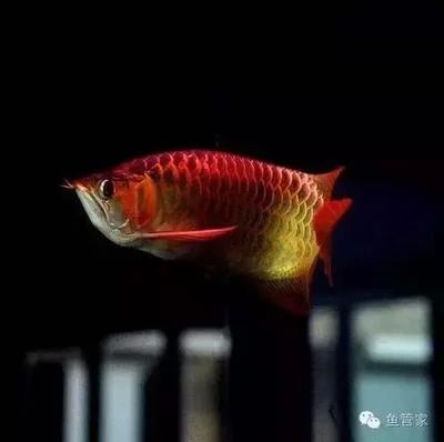 龍魚的喂食間隔取決于多種因素，龍魚多久不喂食沒事：龍魚可以多久不喂食？