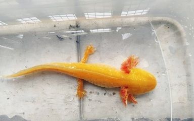 龍魚把飼料嚼碎吐出來會死嗎：龍魚嚼碎飼料吐出來會死嗎