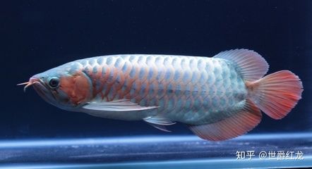 龍魚都是進口的嗎？：關(guān)于“龍魚都是進口的嗎知乎” 龍魚百科 第3張