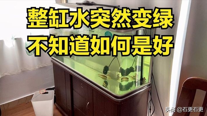 金龍魚的底色發(fā)綠怎么辦：金龍魚底色發(fā)綠怎么辦金龍魚底色發(fā)綠怎么辦 龍魚百科