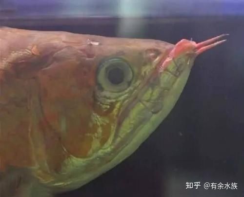 龍魚磨缸嘴唇增生的原因分析,：龍魚磨缸嘴唇增生的原因