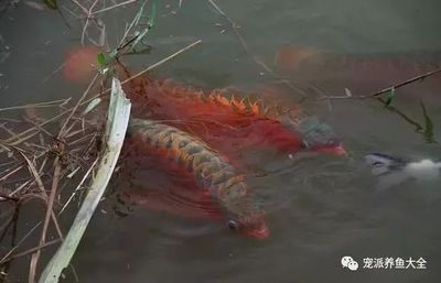 龍魚(yú)養(yǎng)四條的好壞之前需要了解一些關(guān)于龍魚(yú)飼養(yǎng)的基本知識(shí)：養(yǎng)四條龍魚(yú)是吉利的選擇嗎？