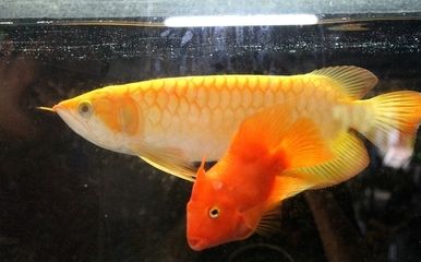 小體型龍魚的飼養(yǎng)方法：小體型的龍魚品種 龍魚百科 第1張