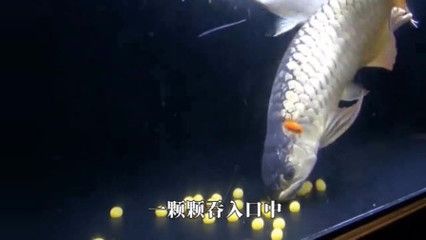 喂金龍魚的小魚通常是泥鰍,泥鰍營養(yǎng)豐富，營養(yǎng)更豐富：喂金龍魚的小魚是什么魚呢？ 龍魚百科 第2張