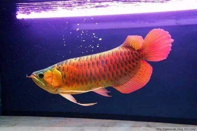 紅龍品牌紅龍鑒賞：探討紅龍】05-05品鑒 龍魚百科 第1張