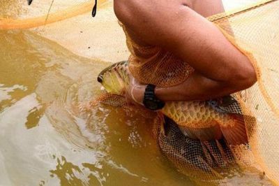 野生金龍魚生活在哪里最多野生金龍魚生活在哪里最多：野生金龍魚生活在哪里 龍魚百科 第3張