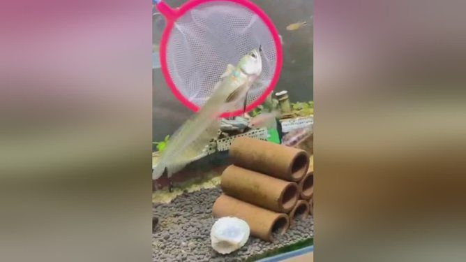 龍魚可以多久不換水會死，龍魚可以多久不換水會死死：龍魚可以多久不換水會死亡