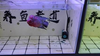 新龍魚入缸需要加鹽嗎，：新龍魚入缸時需要加鹽嗎 龍魚百科 第2張