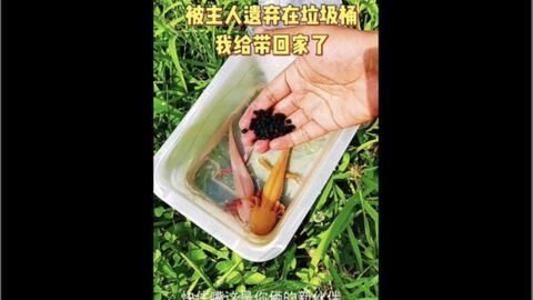 龍魚半年不換水對(duì)龍魚的健康有影響嗎？：半年不換水對(duì)龍魚的健康會(huì)產(chǎn)生負(fù)面影響嗎？ 龍魚百科 第3張