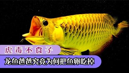 龍魚嘴巴抽搐是由于水質問題引起的,龍魚嘴巴抽搐怎么辦：龍魚嘴巴抽搐怎么辦龍魚嘴巴抽搐怎么辦 龍魚百科 第3張