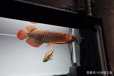 紅龍魚的須子斷了，還能長(zhǎng)出來(lái)嗎？：紅龍魚的須子斷了還能長(zhǎng)出來(lái)嗎紅龍魚的須子斷了還能長(zhǎng)出來(lái)嗎