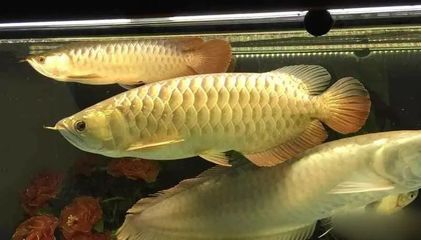 龍魚增強食欲的方法有哪些怎樣讓龍魚增強食欲的方法：怎樣讓龍魚增強食欲 龍魚百科 第3張