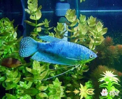 紅寶石魚和藍曼龍魚適合混養(yǎng)嗎？：紅寶石魚和藍曼龍魚混養(yǎng)，紅寶石魚和藍曼龍魚不適合混養(yǎng) 龍魚百科 第3張