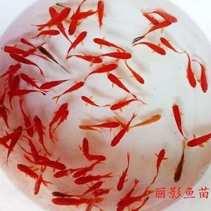 紅龍魚魚苗怎么養(yǎng)紅龍魚魚苗養(yǎng)殖技術(shù)：紅龍魚魚苗供應(yīng)商提供的紅龍魚魚苗供應(yīng)信息