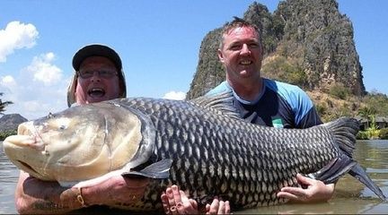 泰國鯉魚與龍魚混養(yǎng)怎么樣泰國鯉魚與龍魚混養(yǎng)怎么樣：泰國鯉魚與龍魚混養(yǎng)可行嗎 龍魚百科 第2張