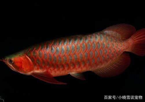 紅龍魚和藍龍魚哪個更好，選擇紅龍魚和藍龍魚哪個更好：紅龍魚和藍龍魚哪個好呢？