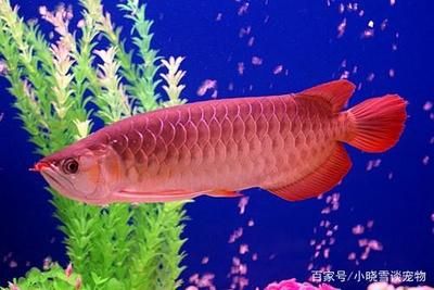 紅龍魚的換水指南：紅龍魚換水指南