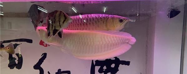 金龍魚(yú)頂燈離水面最佳高度是多高？：金龍魚(yú)頂燈離水面最佳高度 龍魚(yú)百科 第1張