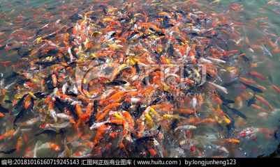 黃石國家公園龍魚群：黃石國家公園是一個(gè)怎樣的存在？