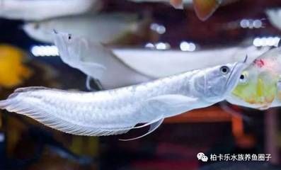 養(yǎng)銀龍魚的最佳溫度是多少，：養(yǎng)銀龍魚的最佳溫度是多少養(yǎng)銀龍魚的最佳溫度是多少