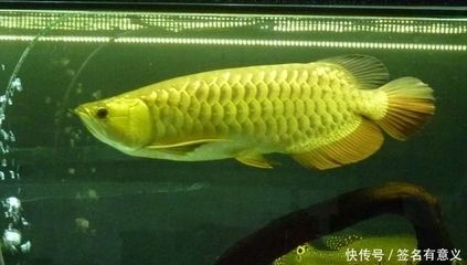 金龍魚是雜交魚嗎，：金龍魚在自然狀態(tài)下并不是雜交魚然而是雜交魚嗎 龍魚百科 第2張