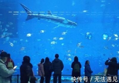 虎鯨和巨型金龍魚，誰更厲害？：探討虎鯨（orcinusorca）和巨型金龍魚之間的差異