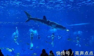 虎鯨和巨型金龍魚，誰更厲害？：探討虎鯨（orcinusorca）和巨型金龍魚之間的差異