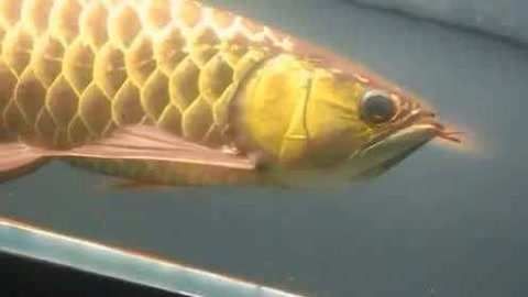 金龍魚的眼睛顏色是如何決定的？：金龍魚的眼睛顏色可以反映其健康狀況以及生活環(huán)境因素