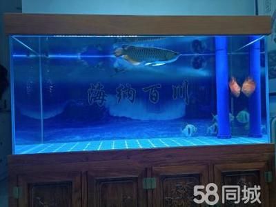 養(yǎng)金龍魚的魚缸大小主要取決于金龍魚的體長以下是根據(jù)搜索結(jié)果給出的建議：養(yǎng)金龍魚多大的魚缸合適