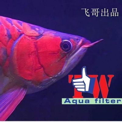 養(yǎng)龍魚(yú)水質(zhì)ph值標(biāo)準(zhǔn)：養(yǎng)龍魚(yú)時(shí)水質(zhì)ph值的標(biāo)準(zhǔn)是6.5-7.5-7.5