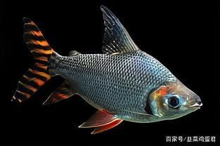 養(yǎng)龍魚需要注意的一些講究：養(yǎng)龍魚時(shí)需要注意的一些講究 龍魚百科 第3張