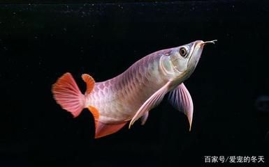 養(yǎng)龍魚需要注意的一些講究：養(yǎng)龍魚時(shí)需要注意的一些講究 龍魚百科 第2張