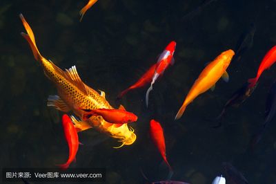 錦鯉和金龍魚能否一起養(yǎng)取決于它們的生活習(xí)性和生活環(huán)境的需求：錦鯉和金龍魚可以一起養(yǎng)嗎？