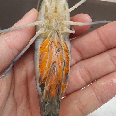 小龍魚喂食帶殼蝦不消化怎么回事：小龍魚喂食帶殼蝦不消化可能是由于以下幾個(gè)原因引起的 龍魚百科 第2張