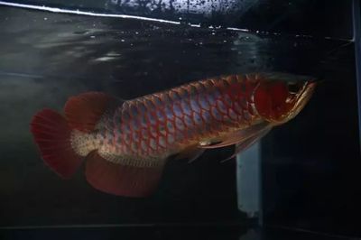 紅龍魚(yú)的飼養(yǎng)方法全攻略紅龍魚(yú)的飼養(yǎng)方法全攻略：紅龍魚(yú)成年時(shí)間和飼養(yǎng)方法全攻略紅龍魚(yú)的飼養(yǎng)方法全攻略