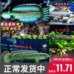 巴卡雷龍魚的價格：巴卡雷龍魚大概多少錢一條