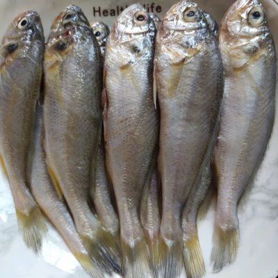 金龍魚和黃花魚的區(qū)別：金龍魚和黃花魚有什么不一樣, 龍魚百科 第3張