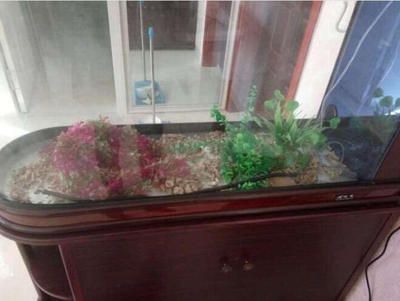 龍魚缸推薦品牌排行榜：森森品牌森森品牌排行榜：品龍魚缸推薦品牌排行榜