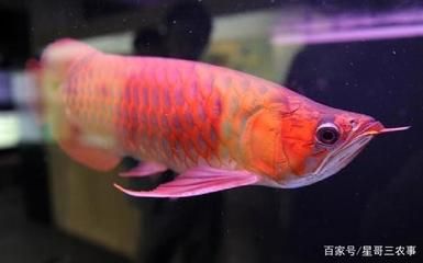 龍魚和紅龍魚哪一個(gè)更好看：在討論金龍魚和紅龍魚哪一個(gè)更好看之前需要了解一些基本知識