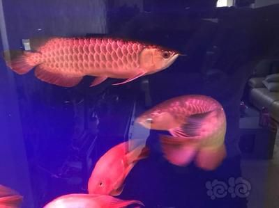 大型金龍魚飼養(yǎng)飼養(yǎng)方法：大型金龍魚飼養(yǎng)方法：大型金龍魚怎么飼養(yǎng)