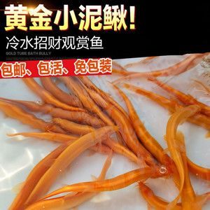 金龍魚屬于熱帶淡水觀賞魚，而不是冷水魚，而是熱帶淡水觀賞魚：金龍魚屬于冷水魚嗎 龍魚百科 第2張