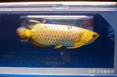 金龍魚喂養(yǎng)小魚的相關信息：金龍魚喂養(yǎng)小魚是飼養(yǎng)金龍魚的一種有效方式但需要注意水質(zhì)和飼養(yǎng)