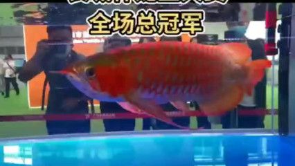 龍魚比賽，總獎(jiǎng)金高達(dá)72萬，全球頂級(jí)龍魚賽事來了?。喝蝽敿?jí)龍魚賽事來了 龍魚百科 第3張