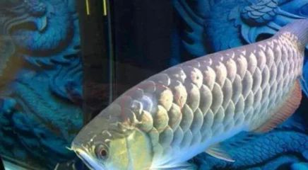 龍魚(yú)掉鱗怎么辦？：龍魚(yú)掉鱗怎么辦小妙招解決龍魚(yú)掉鱗的問(wèn)題和小妙招