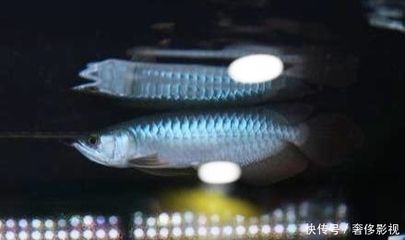 白色金龍魚的特征金龍魚的特征金龍魚—：白色金龍魚是什么樣子的