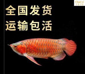 金龍魚活魚幼苗的價格：關(guān)于金龍魚活魚幼苗的一些信息