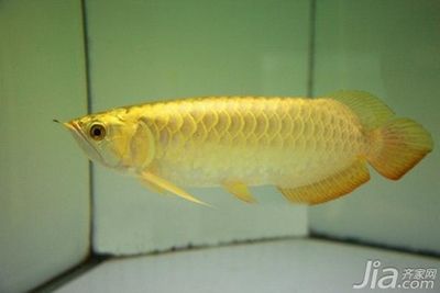 飼養(yǎng)金龍魚需要考慮水質(zhì)、喂食、水溫和容器等多因素：金龍魚怎么養(yǎng)才正確，金龍魚飼養(yǎng)方法 龍魚百科 第1張