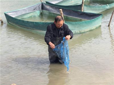 黃龍魚在混養(yǎng)時需要注意以下幾個方面，適合與什么魚混養(yǎng)：黃龍魚可以和什么魚混養(yǎng) 龍魚百科 第3張