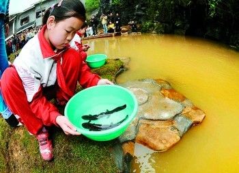 黃龍魚在混養(yǎng)時需要注意以下幾個方面，適合與什么魚混養(yǎng)：黃龍魚可以和什么魚混養(yǎng) 龍魚百科 第2張