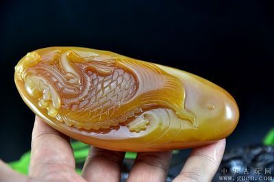 龍魚的特點介紹：云南龍魚的介紹